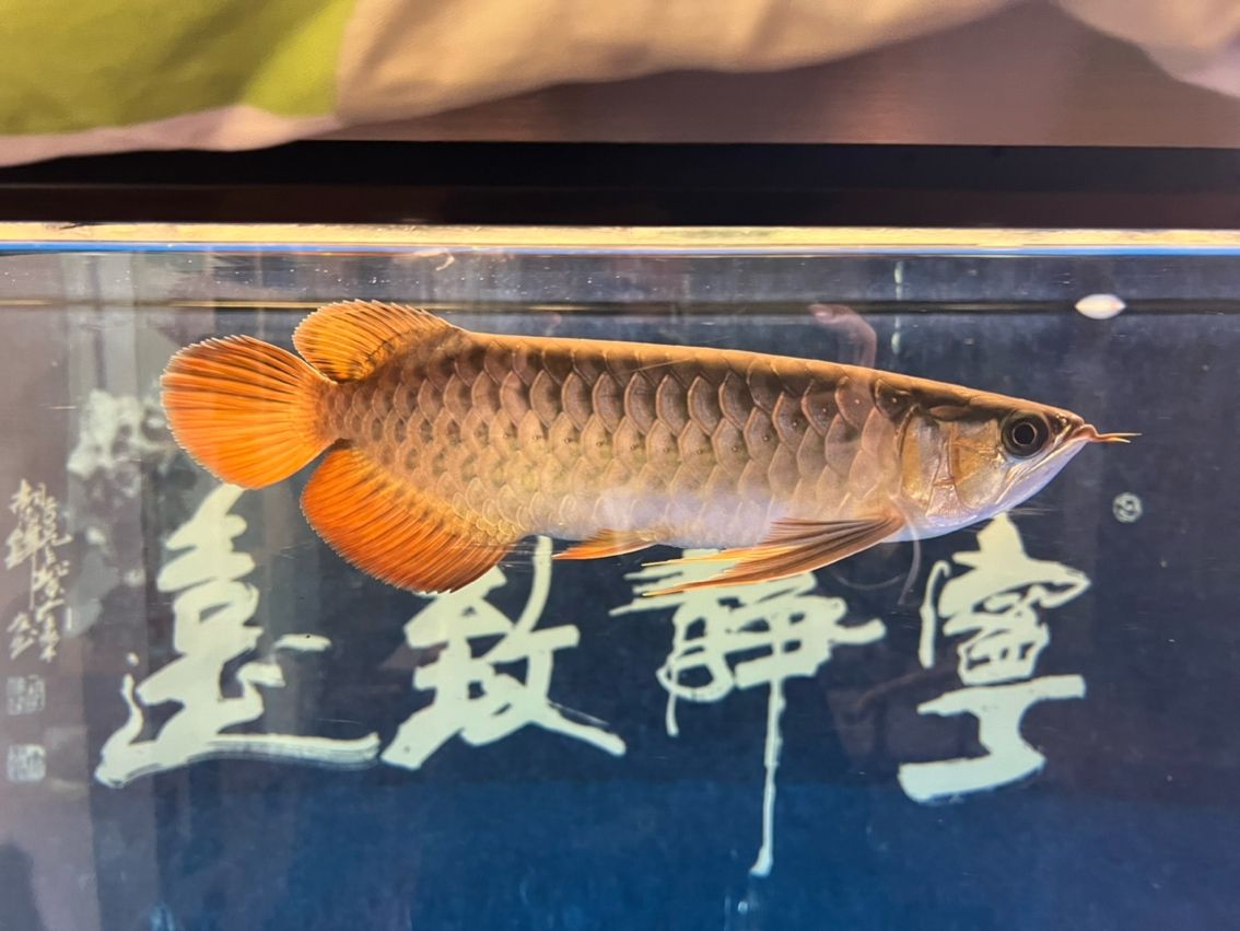 該來的終究要來，兜嘴了（兜嘴了） 該來的終究要來，兜嘴了（兜嘴了） 龍魚論壇 第3張