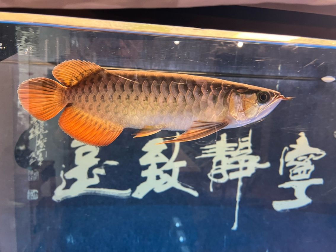 該來的終究要來，兜嘴了（兜嘴了） 該來的終究要來，兜嘴了（兜嘴了） 龍魚論壇 第4張