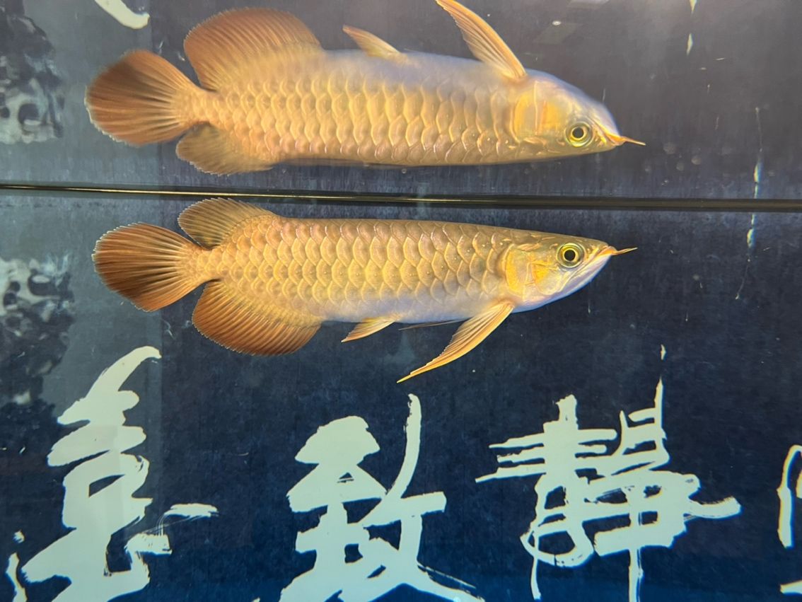 該來的終究要來，兜嘴了（兜嘴了） 該來的終究要來，兜嘴了（兜嘴了） 龍魚論壇 第5張