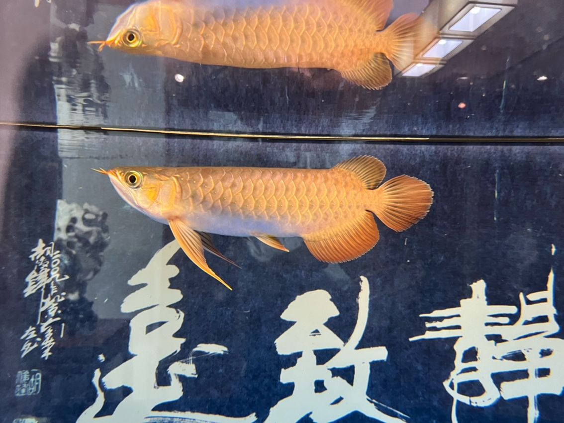 該來的終究要來，兜嘴了（兜嘴了） 該來的終究要來，兜嘴了（兜嘴了） 龍魚論壇 第6張