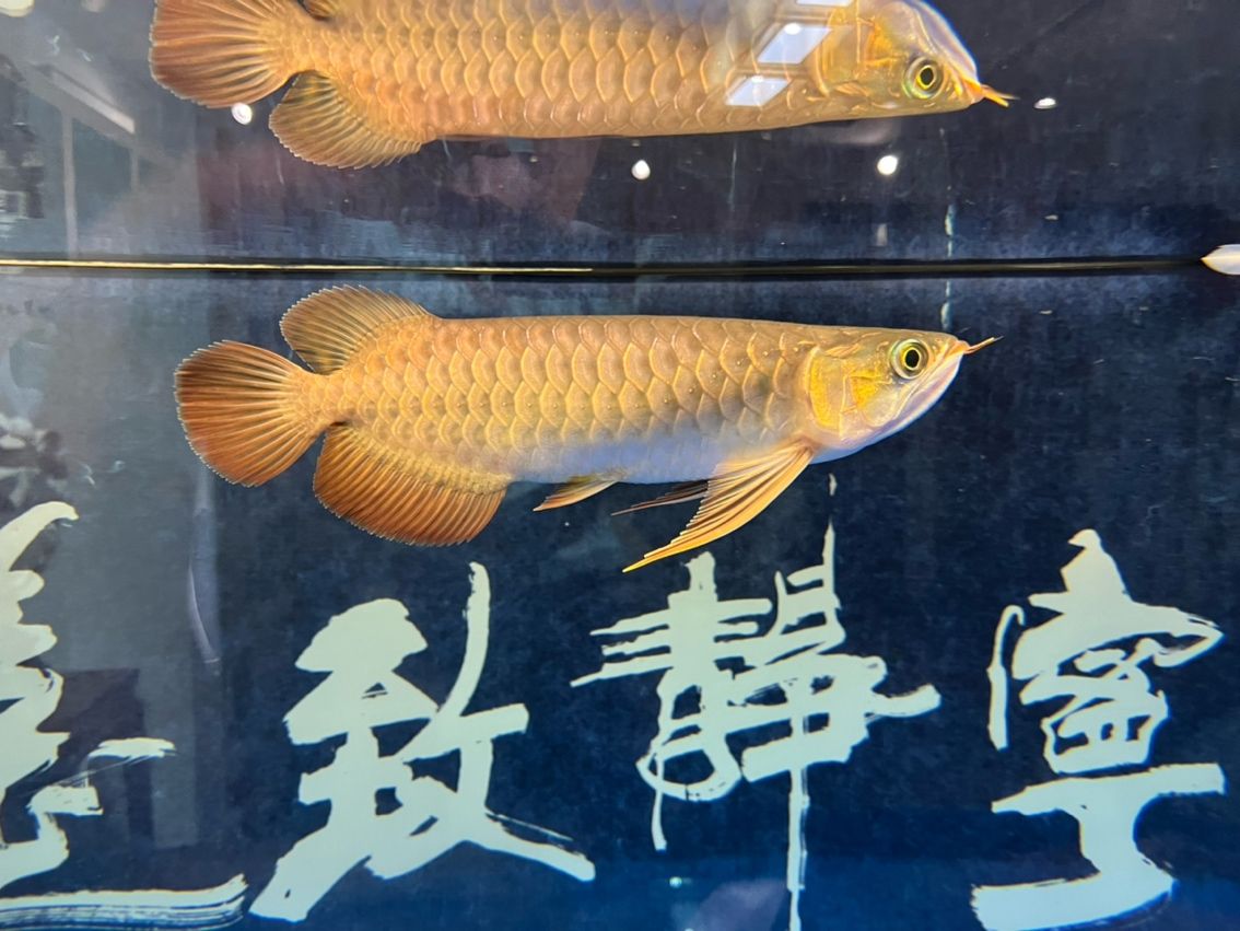 該來的終究要來，兜嘴了（兜嘴了） 該來的終究要來，兜嘴了（兜嘴了） 龍魚論壇 第7張