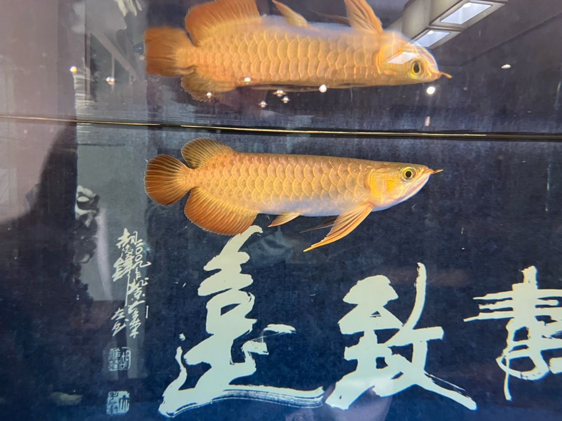 該來的終究要來，兜嘴了（兜嘴了） 該來的終究要來，兜嘴了（兜嘴了） 龍魚論壇 第8張
