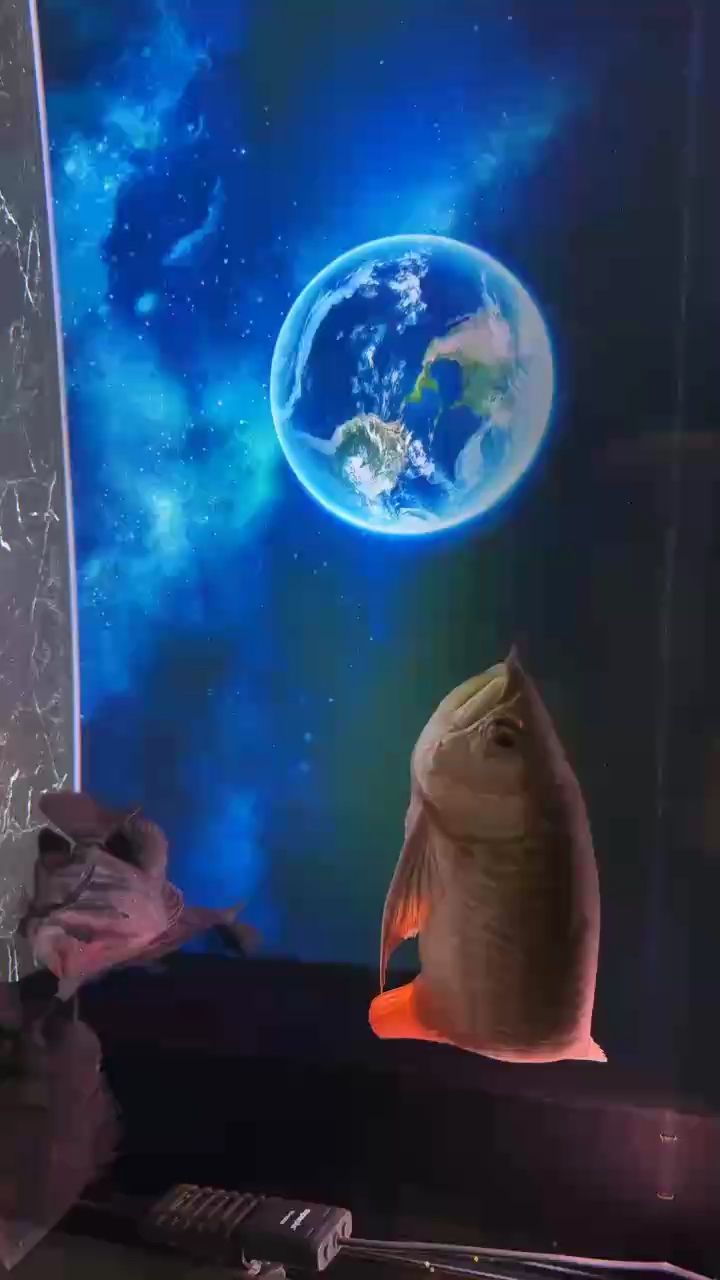 我的虎魚真菌感染了要怎么處理 美好的一天,晚安嘍!(晚安祝福對于人際關系和個人幸福感的重要性) 龍魚論壇 美好的一天,晚安嘍!(晚安祝福對于人際關系和個人幸福感的重要性) 美好的一天,晚安嘍!(晚安祝福對于人際關系和個人幸福感的重要性) 龍魚論壇