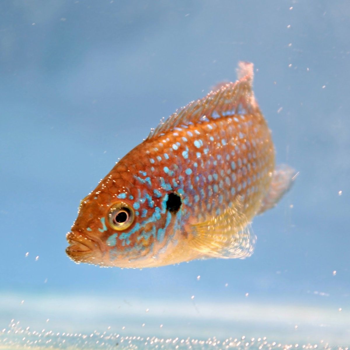 曼龍魚低溫多久會死？
