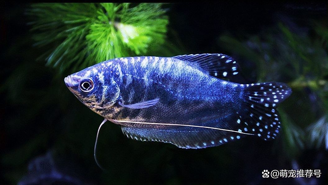 曼龍魚低溫多久會死？