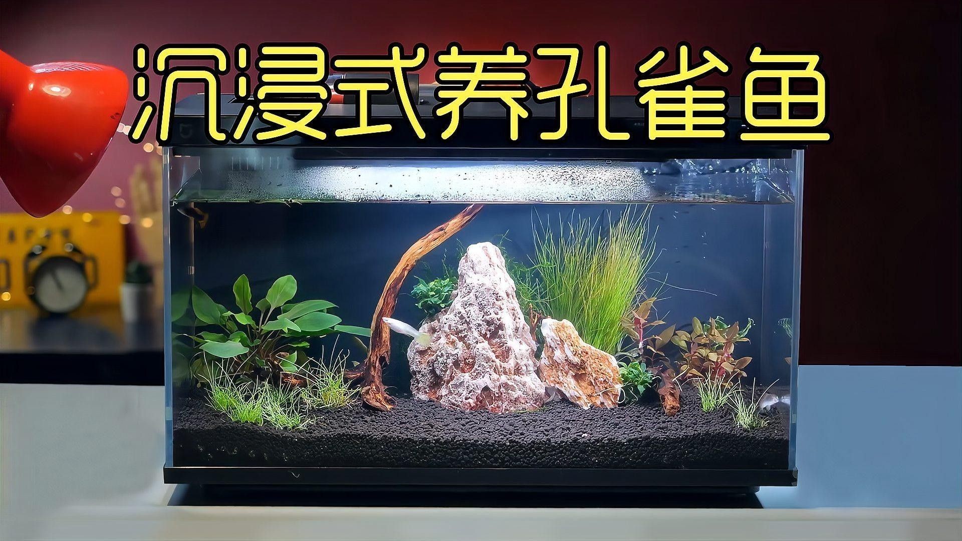 專業(yè)訂制高檔魚缸的口碑如何？
