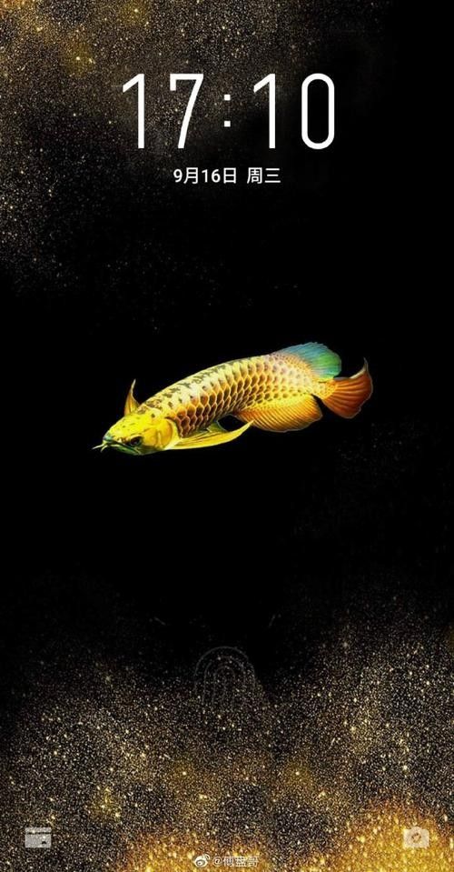 金龍魚黑色背景的尺寸建議