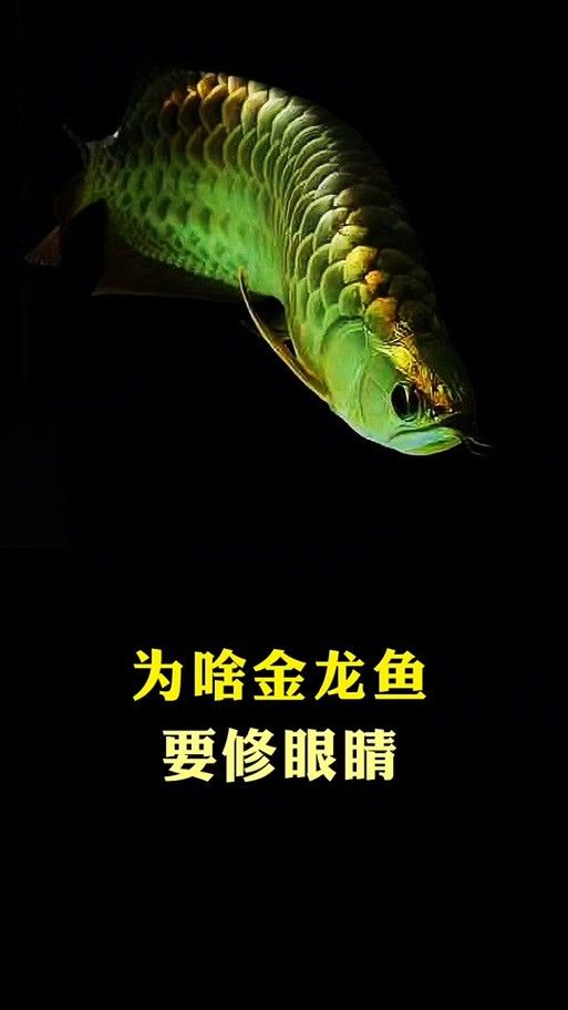 金龍魚黑色背景的尺寸建議