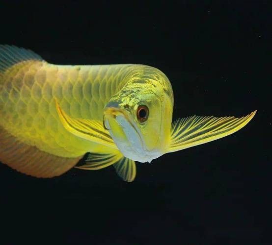 金龍魚黑色背景的尺寸建議