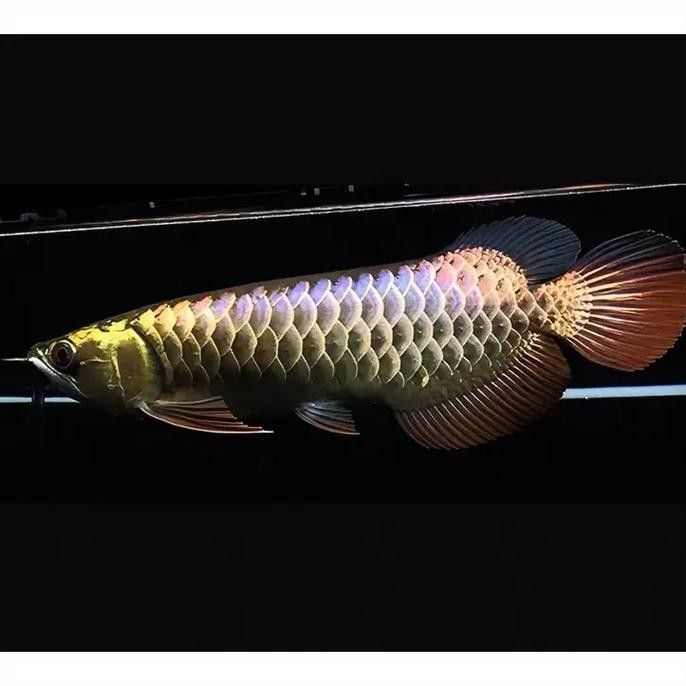 金龍魚黑色背景的尺寸建議