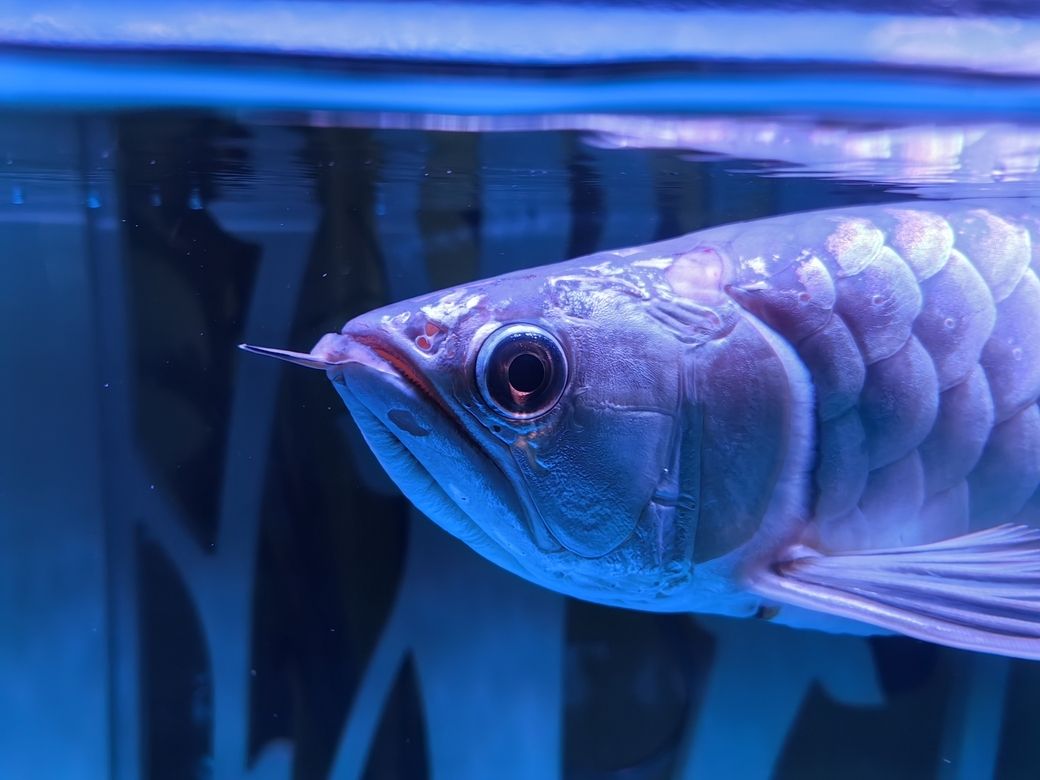 求助，怎么治療 求助，怎么治療 龍魚論壇 第1張