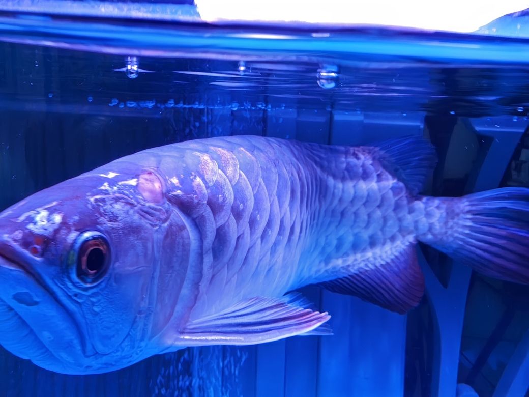 求助，怎么治療 求助，怎么治療 龍魚論壇 第2張