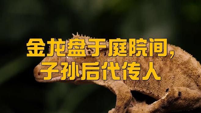 紅龍與金龍在建筑裝飾中的應用（紅龍與金龍元素在建筑裝飾中的應用）