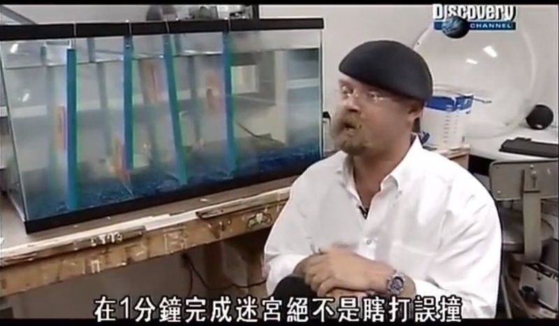 金龍魚如何應用記憶