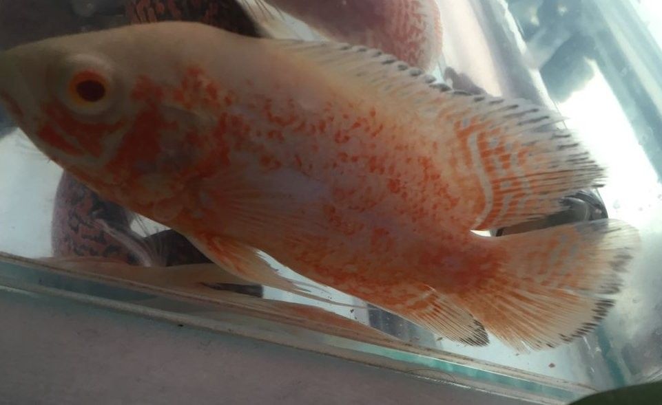 紅龍魚變黑是自然現象嗎 紅龍魚變黑是自然現象嗎 龍魚百科 第3張