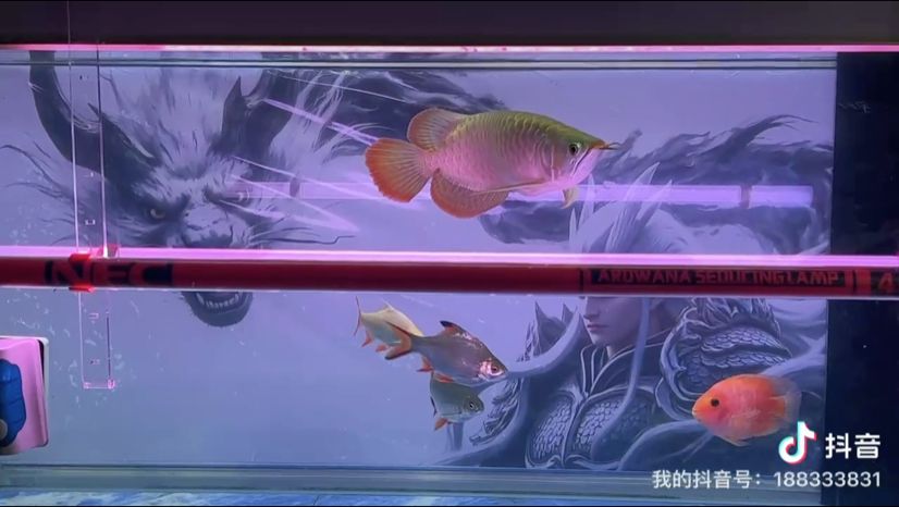 魚缸過濾器選購指南:自制魚缸過濾器魚缸上置過濾器對于養(yǎng)魚愛好者的必備知識 聽曲賞賞魚 龍魚論壇 聽曲賞賞魚 聽曲賞賞魚 龍魚論壇