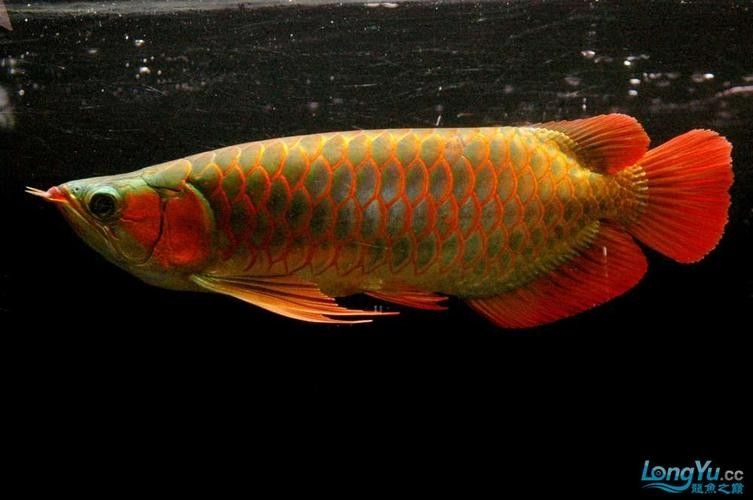 給我一些綠皮紅龍魚發(fā)色案例 給我一些綠皮紅龍魚發(fā)色案例 龍魚百科 第29張