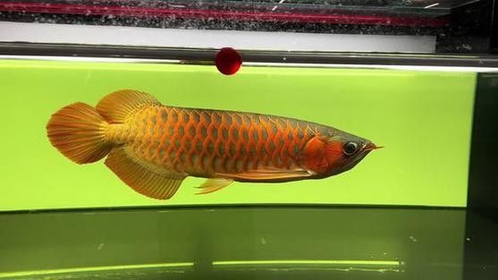 給我一些綠皮紅龍魚發(fā)色案例 給我一些綠皮紅龍魚發(fā)色案例 龍魚百科 第7張