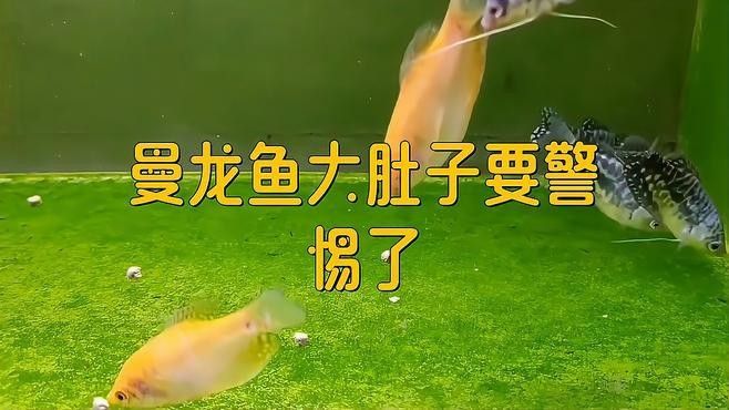 如何判斷龍魚肚子鼓脹是否嚴重 如何判斷龍魚肚子鼓脹是否嚴重 龍魚百科 第1張