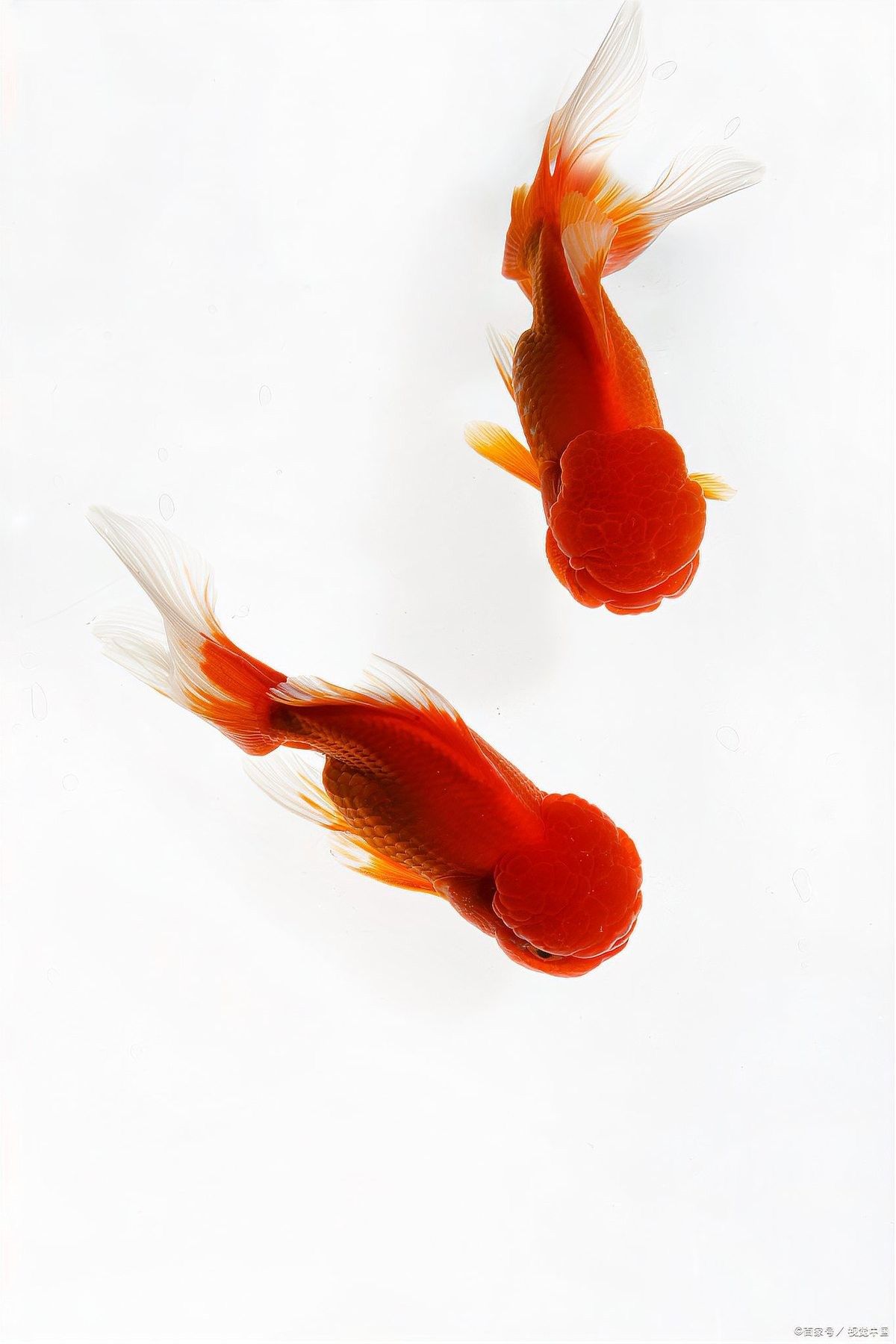 金龍魚在低溫下會(huì)死亡嗎？（金龍魚冬天不加溫能活嗎） 金龍魚在低溫下會(huì)死亡嗎？（金龍魚冬天不加溫能活嗎） 龍魚百科 第6張