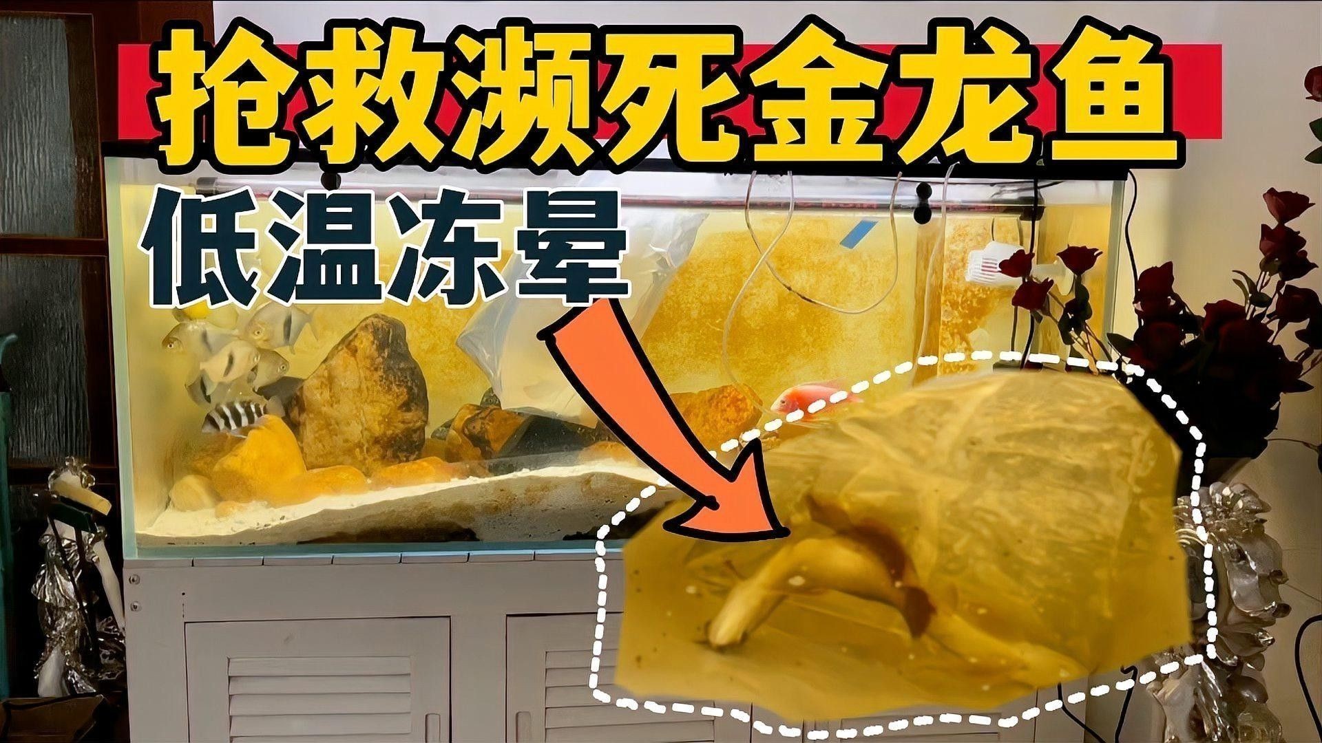 金龍魚在低溫下會(huì)死亡嗎？（金龍魚冬天不加溫能活嗎） 金龍魚在低溫下會(huì)死亡嗎？（金龍魚冬天不加溫能活嗎） 龍魚百科 第1張