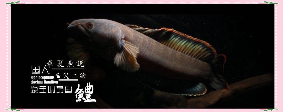 如何區分月鱧和南鱧？（揭秘中國四大原生鱧魚，它們的魅力你了解嗎）