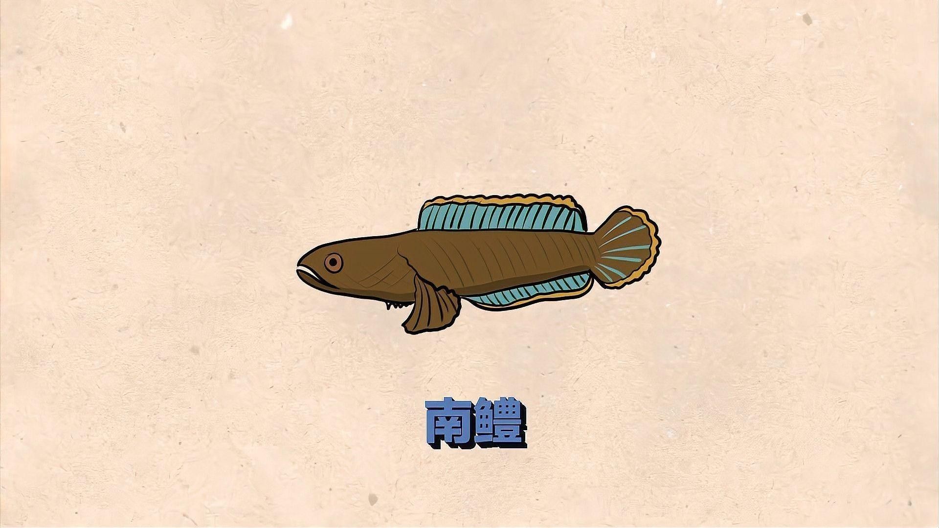 如何區分月鱧和南鱧？（揭秘中國四大原生鱧魚，它們的魅力你了解嗎）