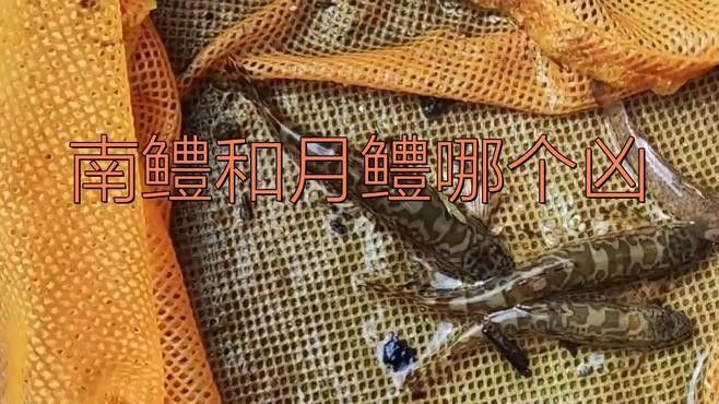 如何區分月鱧和南鱧？（揭秘中國四大原生鱧魚，它們的魅力你了解嗎）