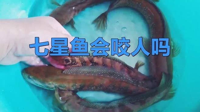如何區分月鱧和南鱧？（揭秘中國四大原生鱧魚，它們的魅力你了解嗎）