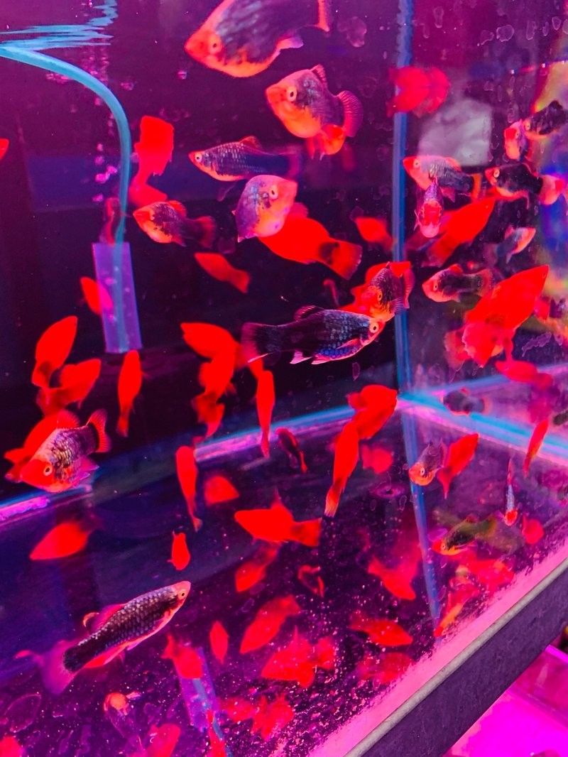 除了以上兩家，還有哪些濟南龍魚交流群或商家（濟南龍魚交流群、商家信息）