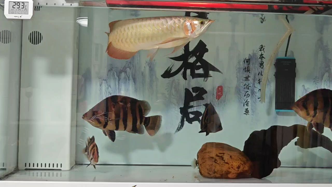 換水中~（換水對(duì)魚缸生態(tài)的影響）
