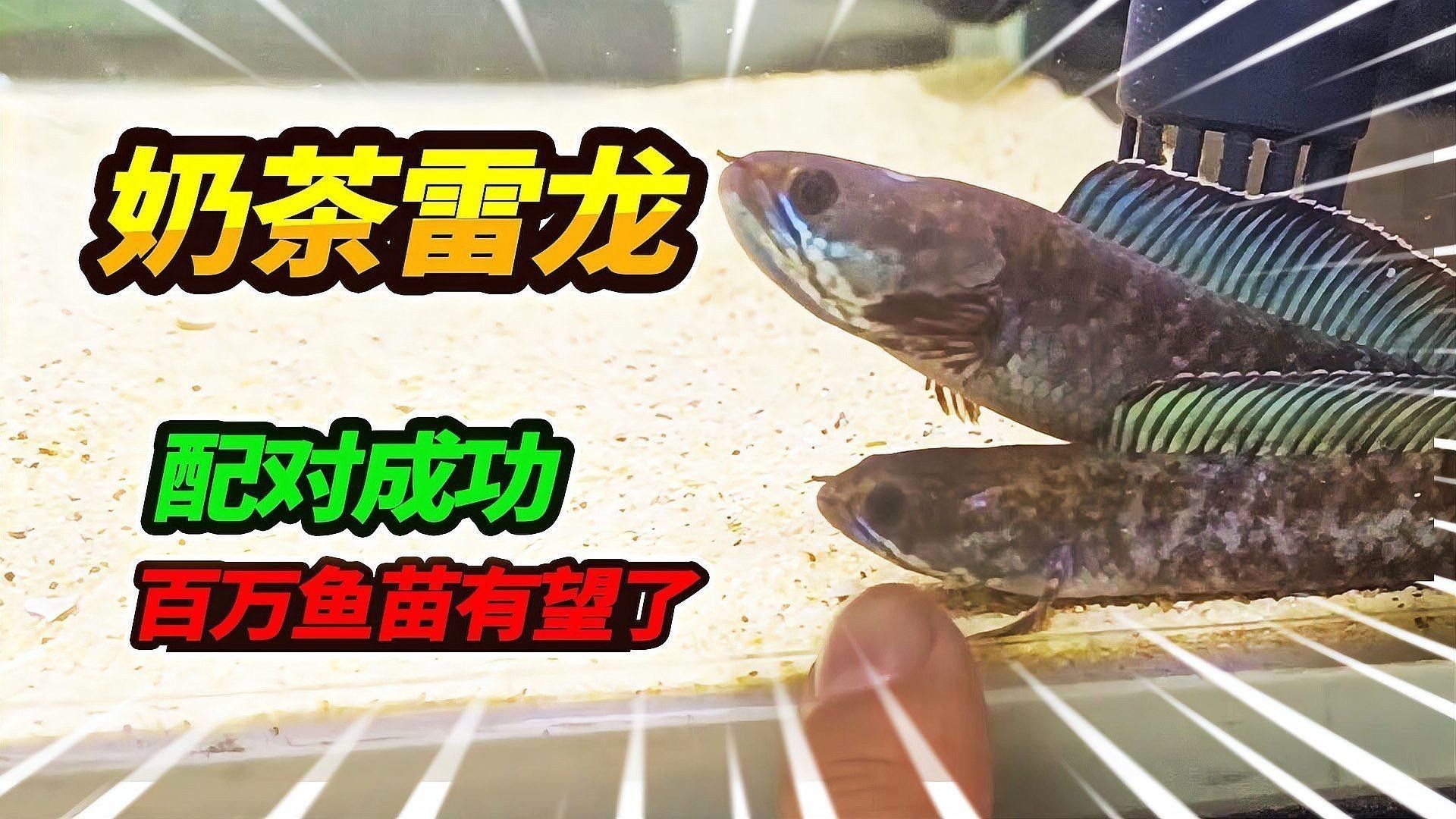 有哪些適合混養的雷龍魚品種？（適合混養的雷龍魚）