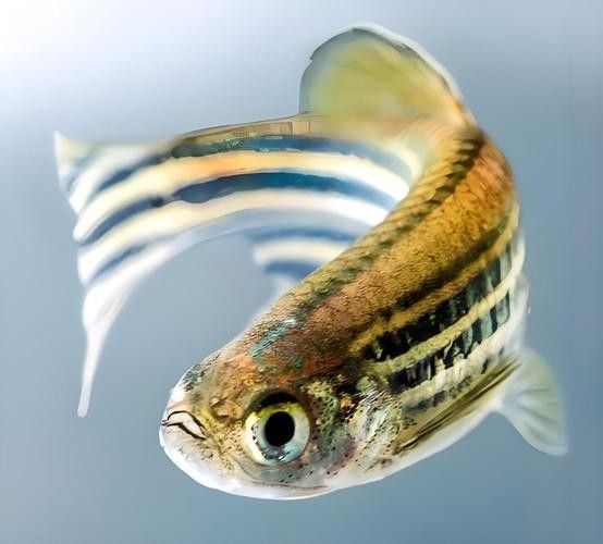 如何選擇適合混養(yǎng)的底層魚(yú)？（如何選擇適合混養(yǎng)的底層魚(yú)）