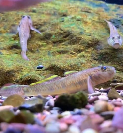 如何選擇適合混養(yǎng)的底層魚(yú)？（如何選擇適合混養(yǎng)的底層魚(yú)）