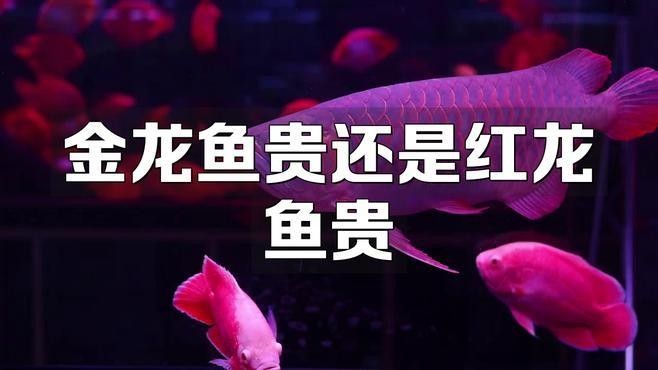 紅龍和金龍哪個(gè)更值錢？（紅龍和金龍哪個(gè)更值錢）