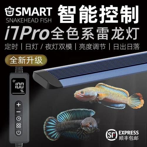 雷龍魚造景需要哪些燈具？（雷龍魚造景燈具選擇）