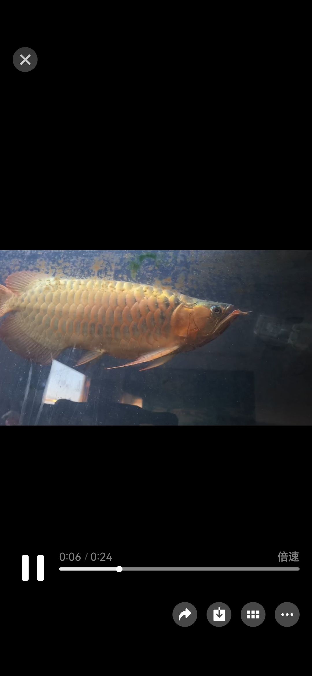 低價出手極品龍魚（低價出手極品龍魚的原因）