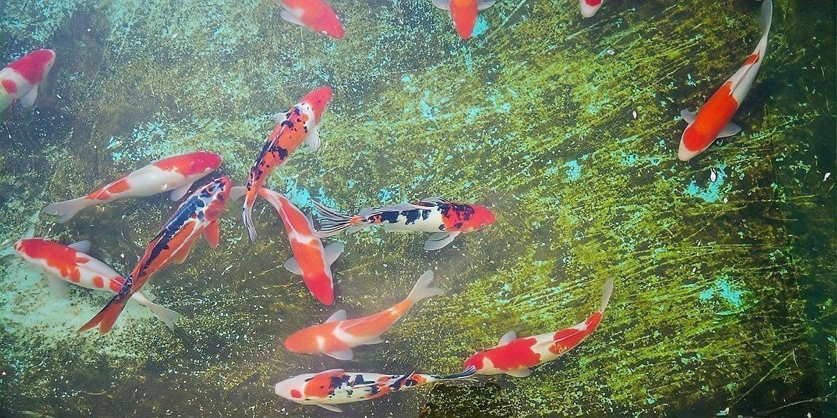 哪些藥物對(duì)白化龍魚安全？（上海市農(nóng)業(yè)農(nóng)村委員會(huì)第482話龍魚生病下藥必看） 哪些藥物對(duì)白化龍魚安全？（上海市農(nóng)業(yè)農(nóng)村委員會(huì)第482話龍魚生病下藥必看） 龍魚百科 第4張