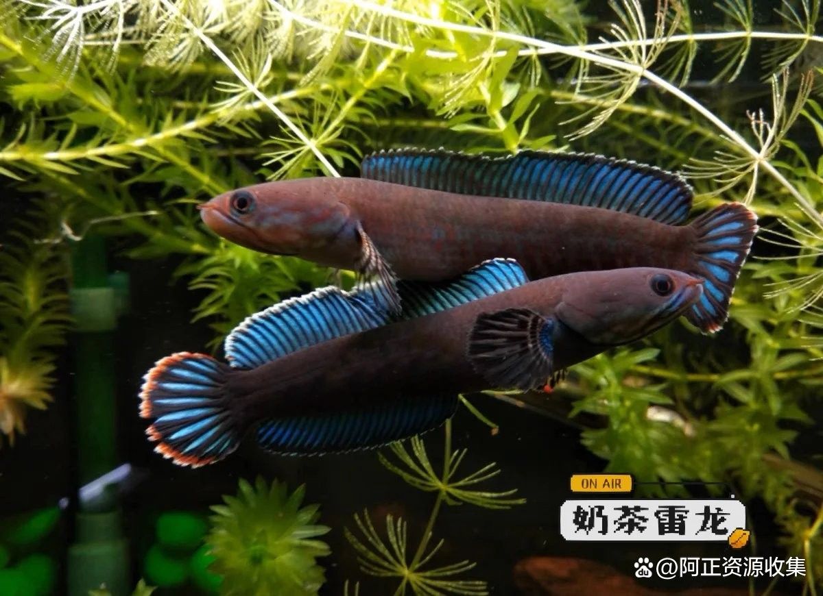 彩虹雷龍魚繁殖困難嗎