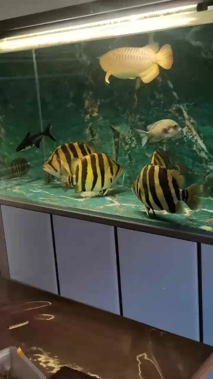 魚缸過濾器選購指南:自制魚缸過濾器魚缸上置過濾器對于養魚愛好者的必備知識 漂亮(宇哥6519評論:探索美麗與魅力的奧秘) 龍魚論壇 漂亮(宇哥6519評論:探索美麗與魅力的奧秘) 漂亮(宇哥6519評論:探索美麗與魅力的奧秘) 龍魚論壇