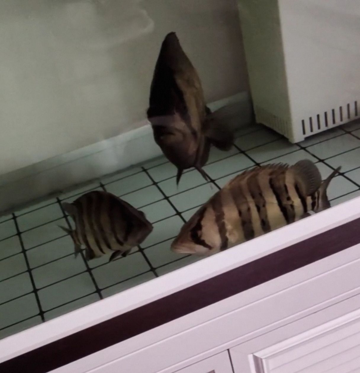 幫忙看下這個(gè)虎魚(yú)能值多少？（如何判斷虎魚(yú)的價(jià)值） 幫忙看下這個(gè)虎魚(yú)能值多少？（如何判斷虎魚(yú)的價(jià)值） 龍魚(yú)論壇 第1張