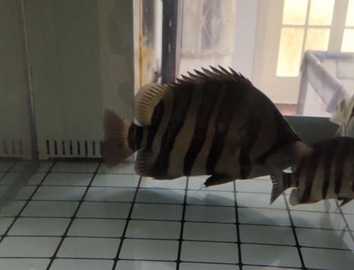 幫忙看下這個(gè)虎魚(yú)能值多少？（如何判斷虎魚(yú)的價(jià)值） 幫忙看下這個(gè)虎魚(yú)能值多少？（如何判斷虎魚(yú)的價(jià)值） 龍魚(yú)論壇 第2張