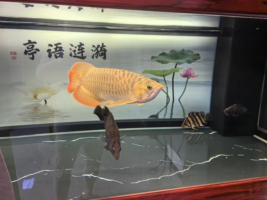堅持愛好（堅持愛好的力量）