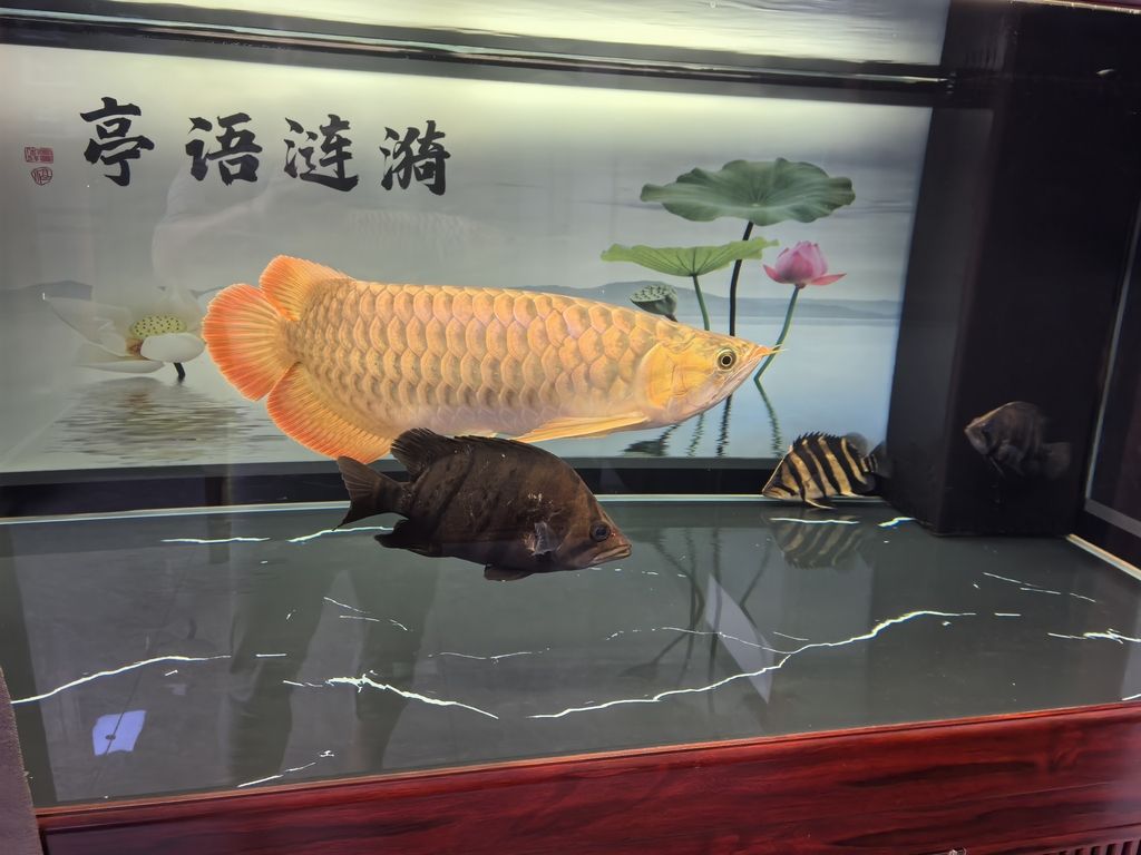 堅(jiān)持愛(ài)好（堅(jiān)持愛(ài)好的力量）