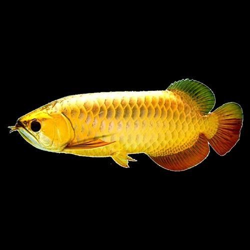 金龍魚過背與高背的區別（過背金龍魚和高背金龍魚的區別）
