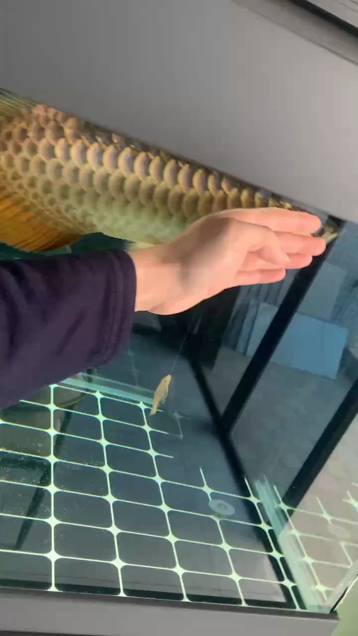 金龍（小伙不帥_人見人愛評論：不帥_人見人愛評論）