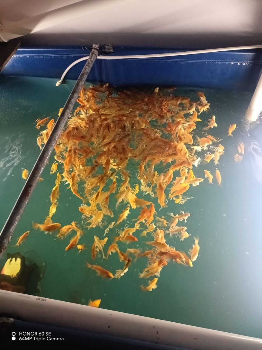 龍魚怕什么 紅色蝴蝶鯉接批(紅色蝴蝶鯉接批是一種常見的觀賞魚,適合作為家庭寵物飼養(yǎng)者) 龍魚論壇 紅色蝴蝶鯉接批(紅色蝴蝶鯉接批是一種常見的觀賞魚,適合作為家庭寵物飼養(yǎng)者) 紅色蝴蝶鯉接批(紅色蝴蝶鯉接批是一種常見的觀賞魚,適合作為家庭寵物飼養(yǎng)者) 龍魚論壇