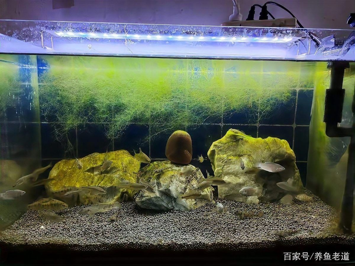 清洗濾材時需要注意什么（養魚老道，新買的魚缸濾材要不要清洗怎么清洗）