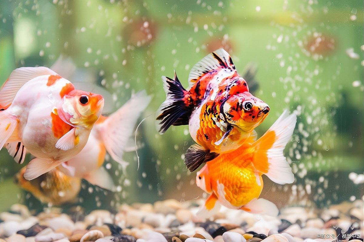 如何自制黑鱗龍魚植物性飼料？（如何自制黑鱗龍魚植物性飼料）