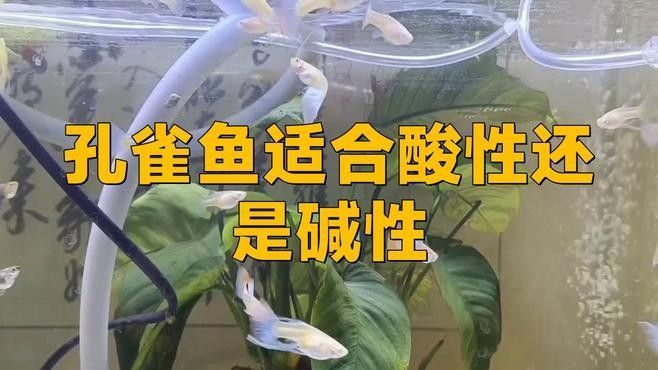 孔雀龍魚繁殖注意事項（\